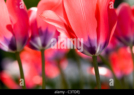 Close up di tulipani rossi Foto Stock