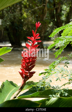 Red Ginger, Alpina purpurata, noto anche come il re della giungla Foto Stock