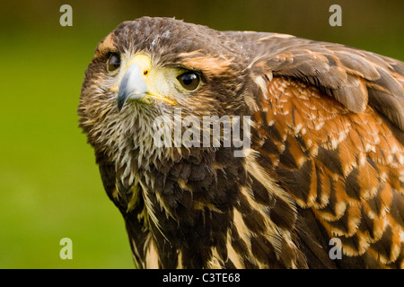 Harris Hawk - Parabuteo unicinctus Foto Stock