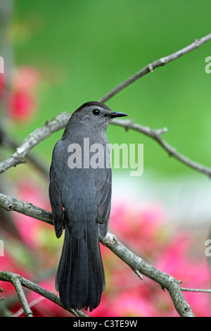 Un grigio, Catbird Dumetella carolinensis, arroccato in una struttura ad albero. Passaic, New Jersey, USA, America del Nord Foto Stock