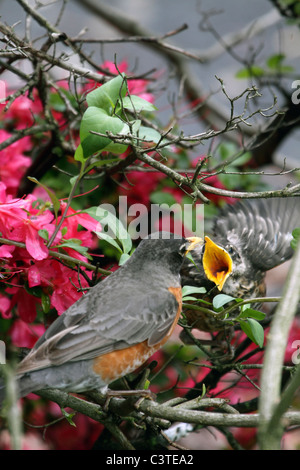 Un Americano Robin, Turdus migratorius, alimentando la sua neonata. Passaic, New Jersey, USA, America del Nord. Foto Stock