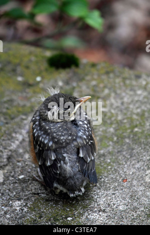 Un Americano Robin uccellino, Turdus migratorius. Passaic, New Jersey, USA, America del Nord. Foto Stock