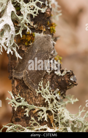 Offuscato scialbi (Orthosia incerta) moth Foto Stock