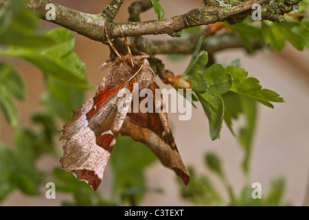 Viola Thorn (Selenia tetralunaria) Foto Stock