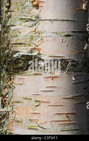 Corteccia sul tronco di un argento betulla in legno di montagna. Betula pendula Foto Stock