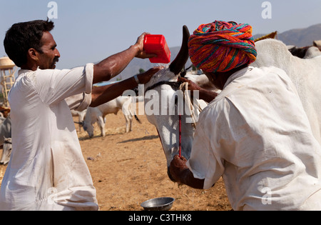Popolo Indiano e vita quotidiana durante il cammello annuale fiera di Pushkar, Rajasthan, India, Asia Foto Stock