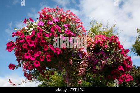 Attraente dispay floreale nel centro del villaggio di Sidford vicino alla costa sud resort di Sidmouth Foto Stock