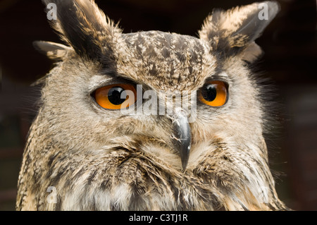 Ritratto di un captive gufo reale (Bubo bubo) Foto Stock