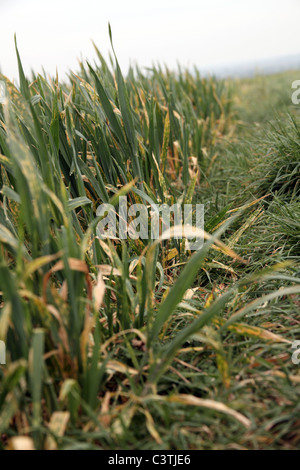 Coltivazione di grano danneggiato a causa di mancanza di pioggia Foto Stock