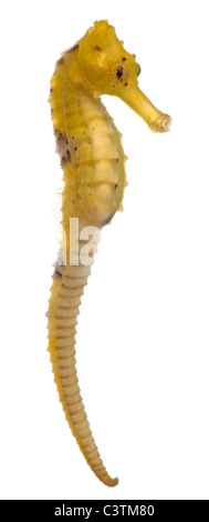 Cavalluccio marino Longsnout o snello cavalluccio marino Hippocampus reidi giallastra, di fronte a uno sfondo bianco Foto Stock