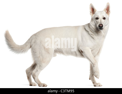 Pastore Svizzero bianco cane, 4 anni, in piedi di fronte a uno sfondo bianco Foto Stock
