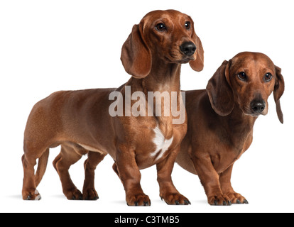 Dachshunds, 4 anni e 7 mesi di età, in piedi di fronte a uno sfondo bianco Foto Stock