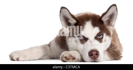 Siberian Husky cucciolo, 5 mesi di età, disteso di fronte a uno sfondo bianco Foto Stock