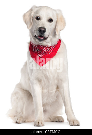 Il Golden Retriever indossando un fazzoletto rosso, 9 mesi di età, seduto di fronte a uno sfondo bianco Foto Stock