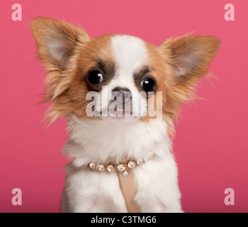 Close-up di Chihuahua che indossa il collare di diamante, 7 mesi, davanti a sfondo rosa Foto Stock