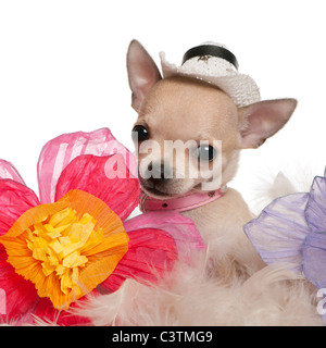 Close-up di Chihuahua cucciolo, 2 mesi di età, indossare un cappello e seduta con fiori nella parte anteriore del fondo bianco Foto Stock