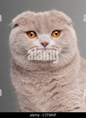 Close-up di Scottish Fold cat, 9 mesi e mezzo, di fronte a uno sfondo grigio Foto Stock