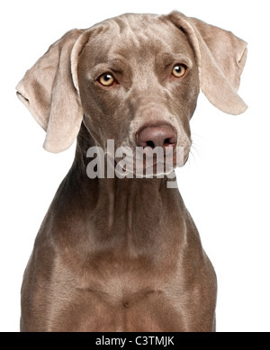 Close-up di Weimaraner, dodici mesi di età, di fronte a uno sfondo bianco Foto Stock