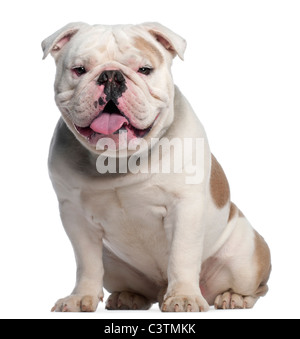 Bulldog inglese, 18 mesi di età, seduto di fronte a uno sfondo bianco Foto Stock