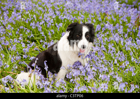 Un Border Collie sat tra Bluebells, Ambleside, Regno Unito. Foto Stock