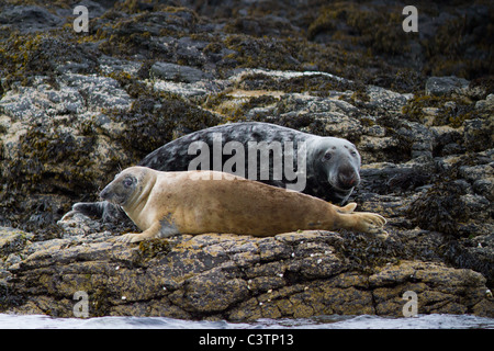 Coppia di Atlantic le foche grigie in appoggio sulle rocce vicino a Isle of Mull Ebridi Interne Argyll and Bute costa ovest della Scozia Foto Stock