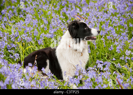 Un Border Collie sat tra Bluebells, Ambleside, Regno Unito. Foto Stock