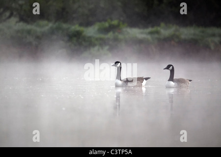 Canada Goose, Branta canadensis due uccelli sull acqua nella nebbia, Midlands, Aprile 2011 Foto Stock