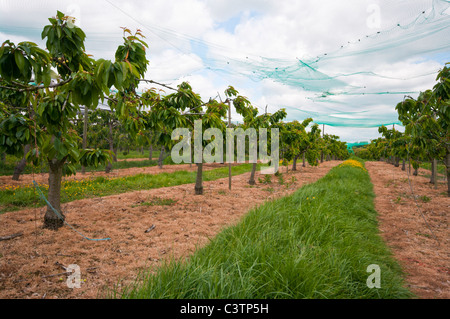 Cherry Orchard sotto il netting Sandhurst Kent England Foto Stock