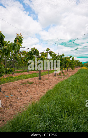 Cherry Orchard sotto il netting Sandhurst Kent England Foto Stock