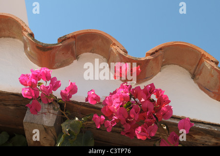 Fiori e tetti in Ibiza Ibiza Foto Stock