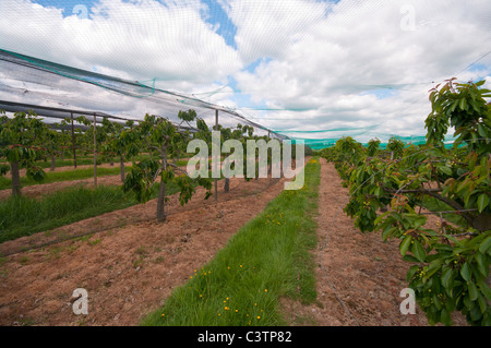 Cherry Orchard sotto il netting Sandhurst Kent England Foto Stock