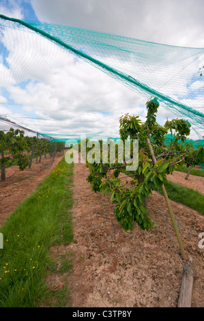 Cherry Orchard sotto il netting Sandhurst Kent England Foto Stock