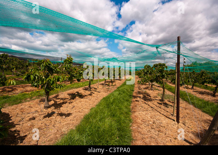 Cherry Orchard sotto il netting Sandhurst Kent England Foto Stock