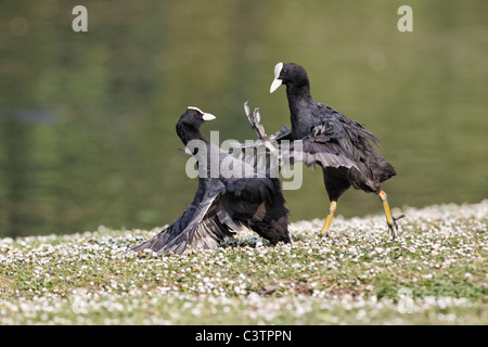 La folaga, fulica atra, uccelli spirali su erba, Midlands, Aprile 2011 Foto Stock