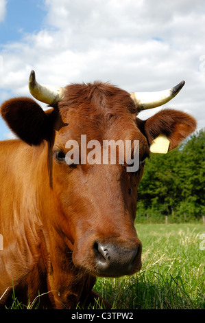 Faccia della mucca dolce in appoggio su un campo verde. Close-up. Foto Stock