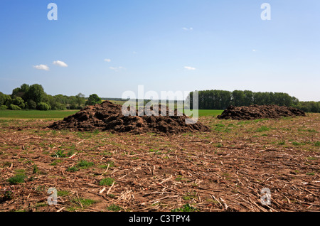 Una coppia di cumuli di letame in un campo a Fishley, Norfolk, Inghilterra, Regno Unito. Foto Stock