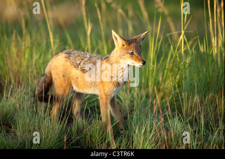 Nero-backed Jackal (Canis mesomelas), Golden Gate Highlands National Park, Sud Africa Foto Stock
