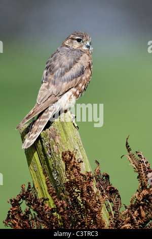 Merlin, Falco columbarius, unica donna sul post, captive, Aprile 2011 Foto Stock