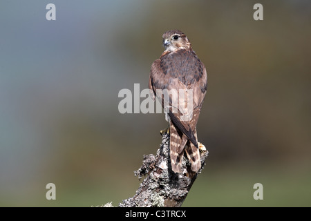 Merlin, Falco columbarius, unica donna sul post, captive, Aprile 2011 Foto Stock