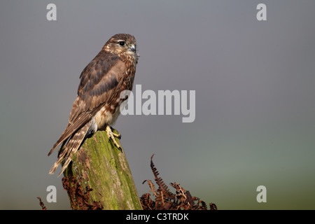 Merlin, Falco columbarius, unica donna sul post, captive, Aprile 2011 Foto Stock