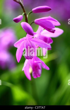 Massa cinese di fiori di orchidea Foto Stock