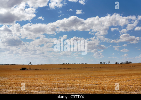 Gli ovini si sono riuniti intorno ad un windmilll , centrale della cinghia di frumento, Australia occidentale Foto Stock