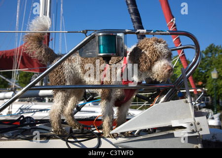 Acqua spagnolo cane / Perro de Agua Espanol (Canis lupus familiaris) strapped nel cablaggio a bordo della barca a vela Foto Stock