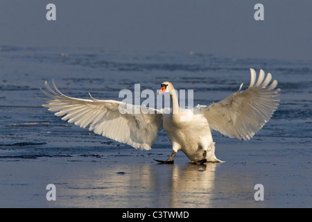 Cigno (Cygnus olor) lo sbarco sul lago ghiacciato in inverno, Germania Foto Stock