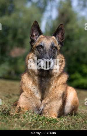 Pastore belga cane / Malinois (Canis lupus familiaris) che giace nel campo, Belgio Foto Stock