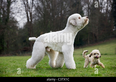 Barboncino Standard (Canis lupus familiaris) con il pup in giardino Foto Stock