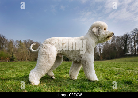 Barboncino Standard (Canis lupus familiaris) nel campo Foto Stock