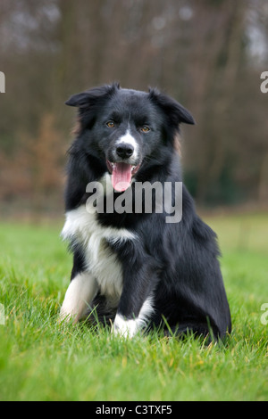 Border Collie (Canis lupus familiaris) sheepdog seduta nel campo Foto Stock