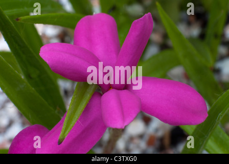 Baurii di Rhodohypoxis Veneto Foto Stock