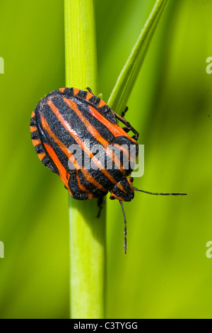 Nero a strisce arancioni bug, graphosoma lineatum, sul gambo verde Foto Stock
